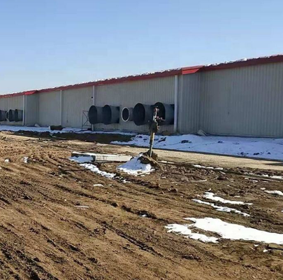 Energy Efficient Steel Structure Pig Breeding Shed / Piggery / Hog House