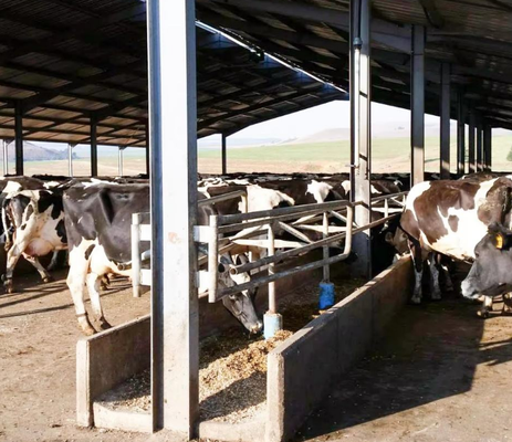 Bangunan Struktur Baja Ringan Modern Prefabrikasi untuk Peternakan Unggas Kotak Ayam Gudang Sapi