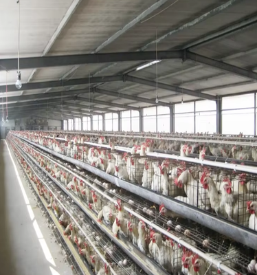 Modern Lampu Peternakan Ayam Gudang Ayam Coop Desain Baja Konstruksi Rumah Pertanian